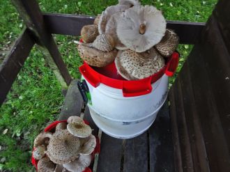 Fotografie dsc-5481_original_original.jpg