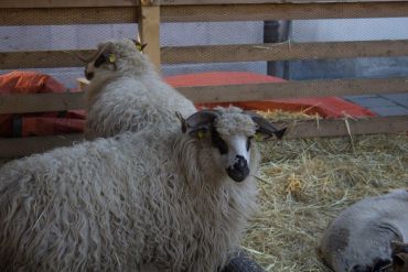 Fotografie cnb-brno4_1_original_original.jpg