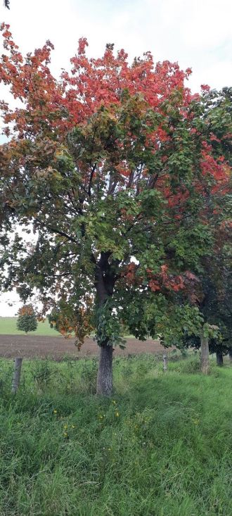 Fotografie 20220920-171219_original_original.jpg