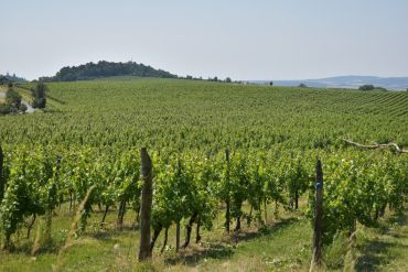 Fotografie dsc-0785_original_original.jpg