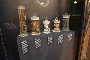 Fotografie dsc-0243_original_1_original.jpg