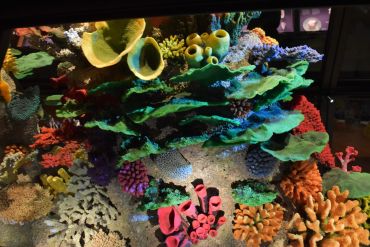 Fotografie dsc-0244_original_1_original.jpg