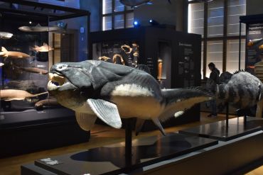 Fotografie dsc-0245_original_1_original.jpg