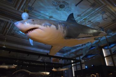 Fotografie dsc-0246_original_1_original.jpg